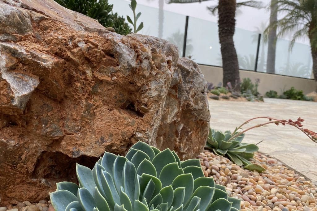 Succulents, rocks and palm trees in the drought tolerant garden